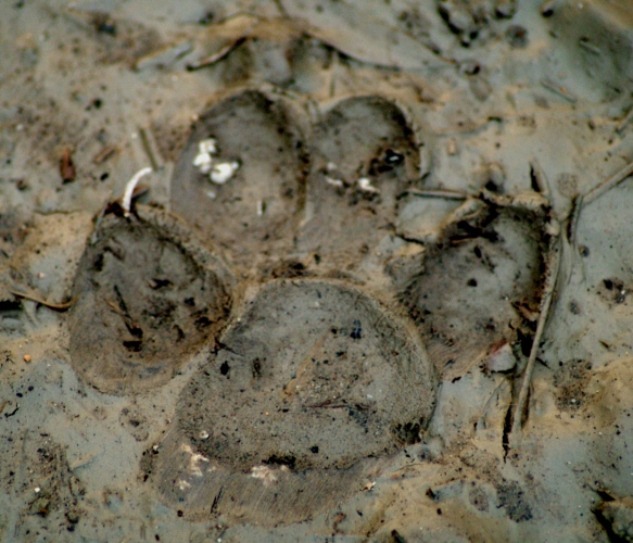 Impronta Lince.